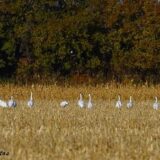 Whooping cranes near a corn field