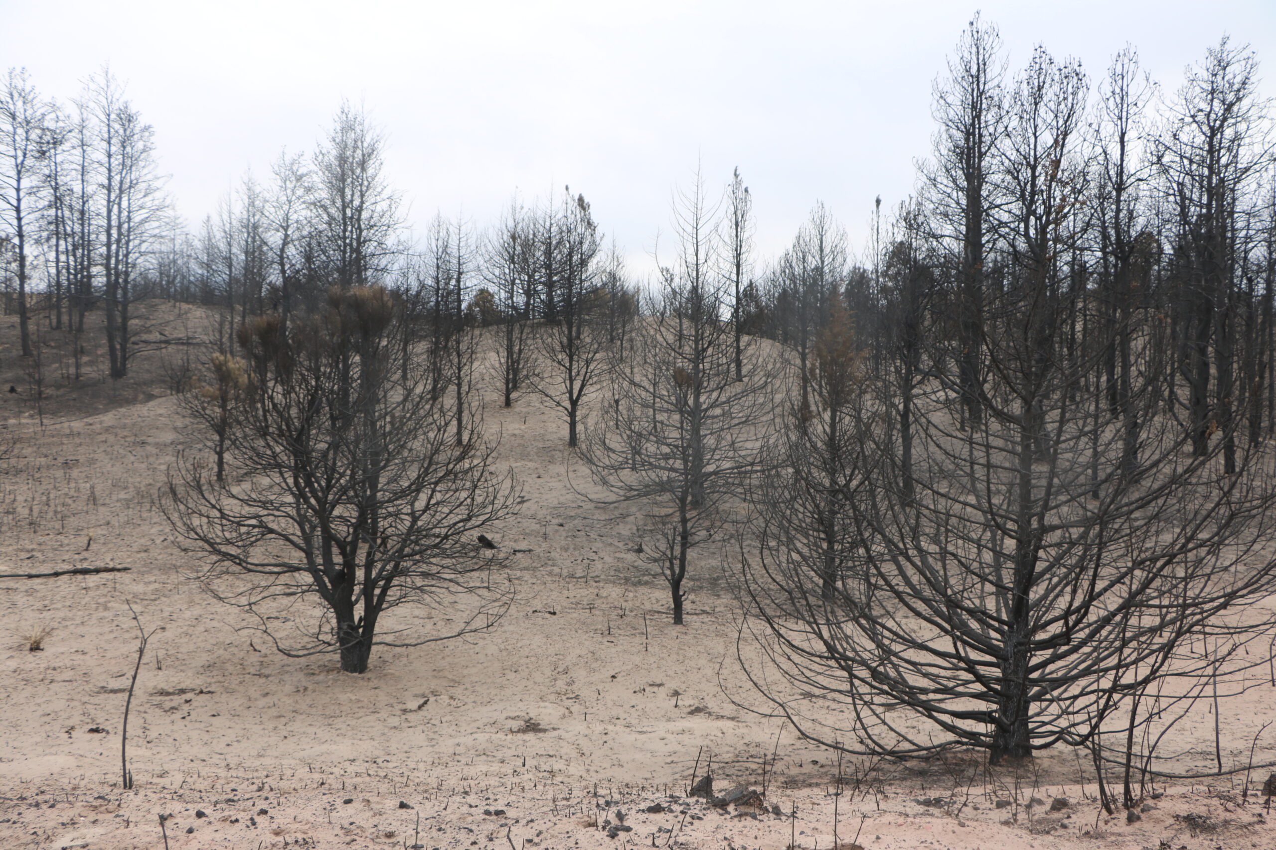 Halsey Bovee Fire Charred trees and bare sand in the forest October 2022
