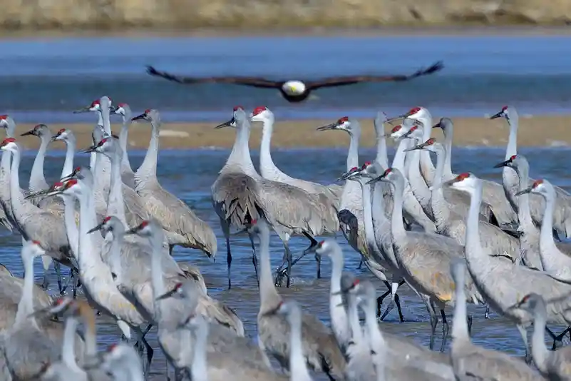Sandhills Cranes